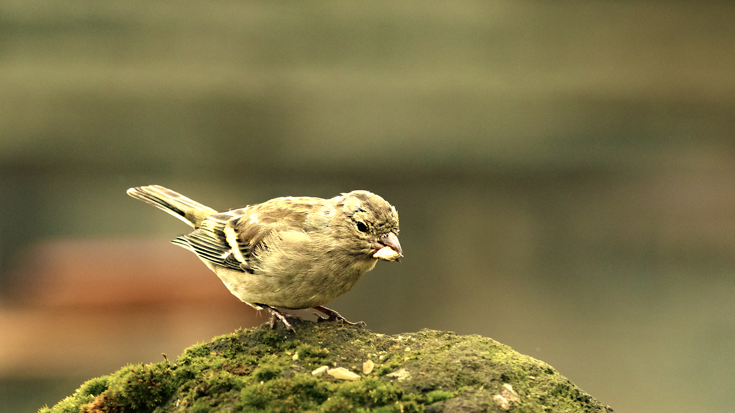 Common Chaffinch